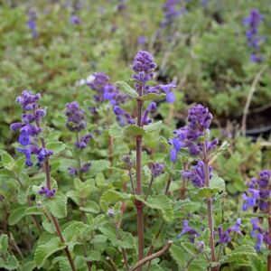 Nepeta racemosa ---